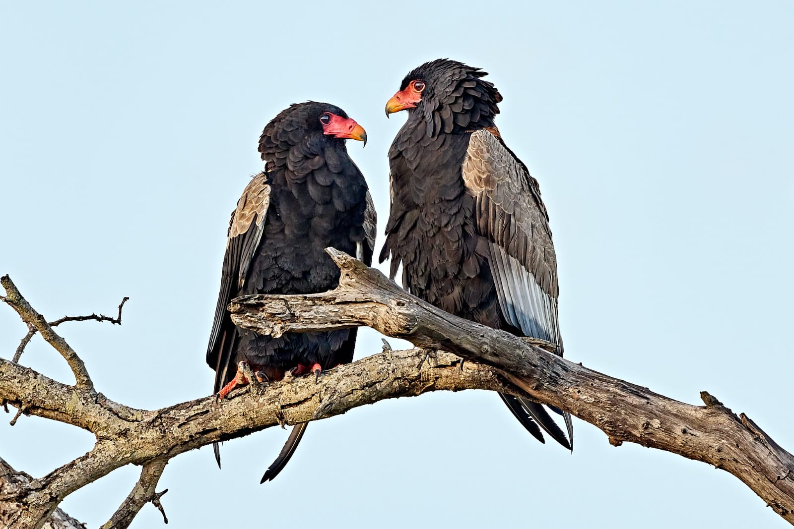 two-bateleur-eagles-sitting-in-a-tree