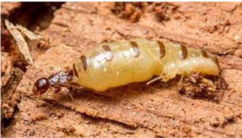 termites-on-wood