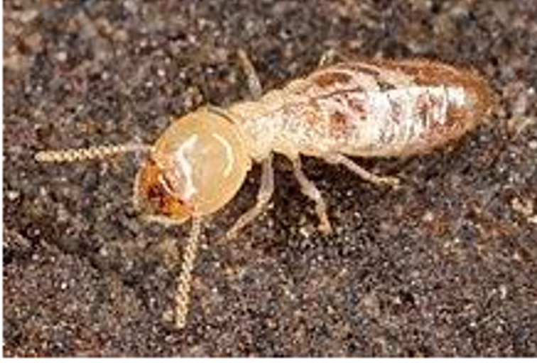 termite-in-sand