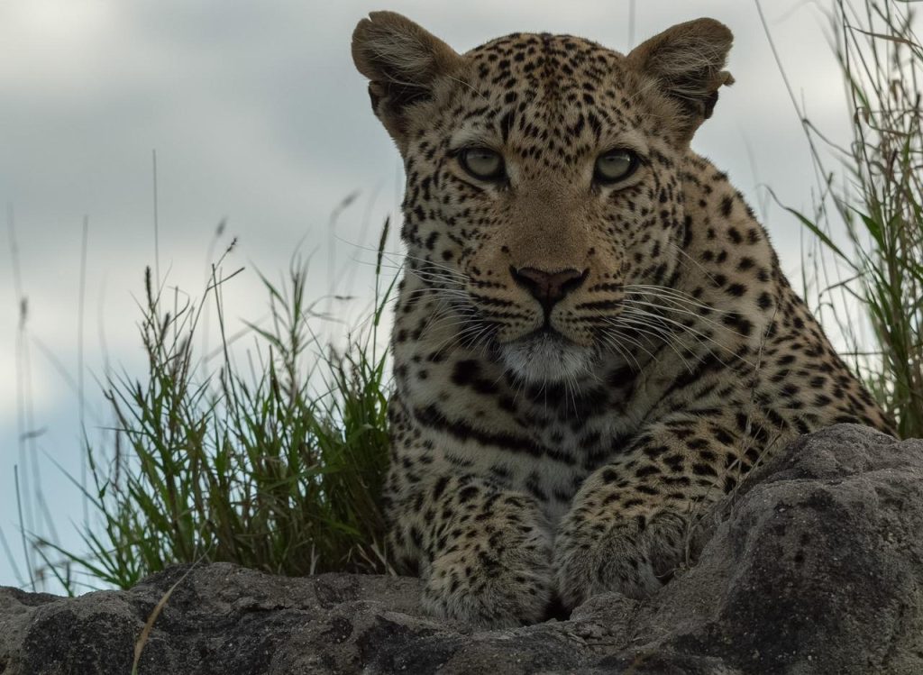 leopard-sitting-on-a-termite-mound