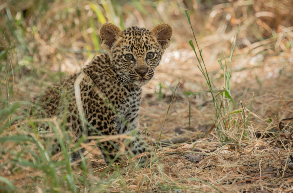 leopard-cub-sitting-on-grass