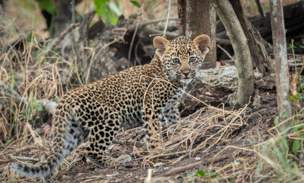 leopard-cub-standing