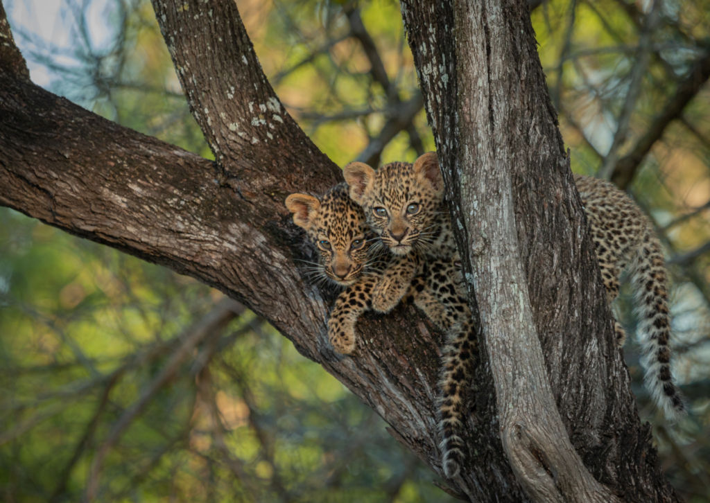 two-leopard-cubs-sitting-in-a-tree