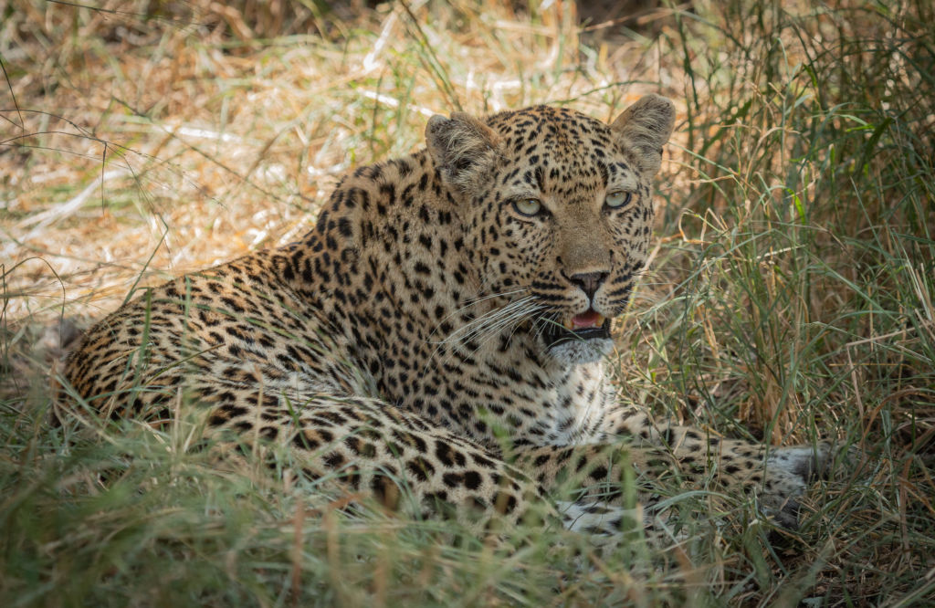 leopardess-lying-on-grass
