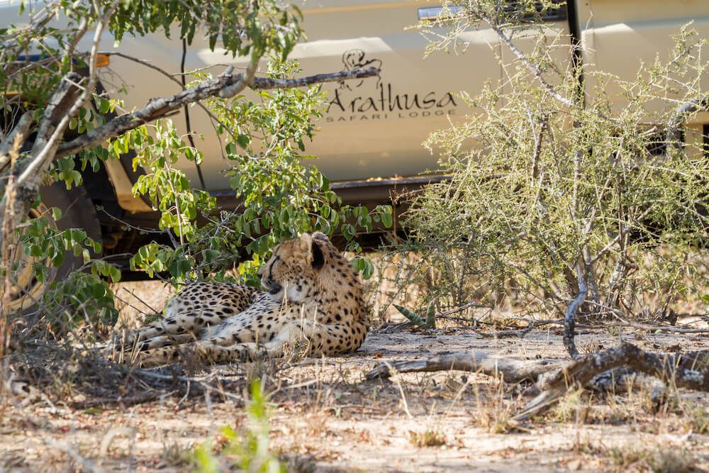 cheetah-lying-on-the-ground-with-safari-vehicle-in-the-background