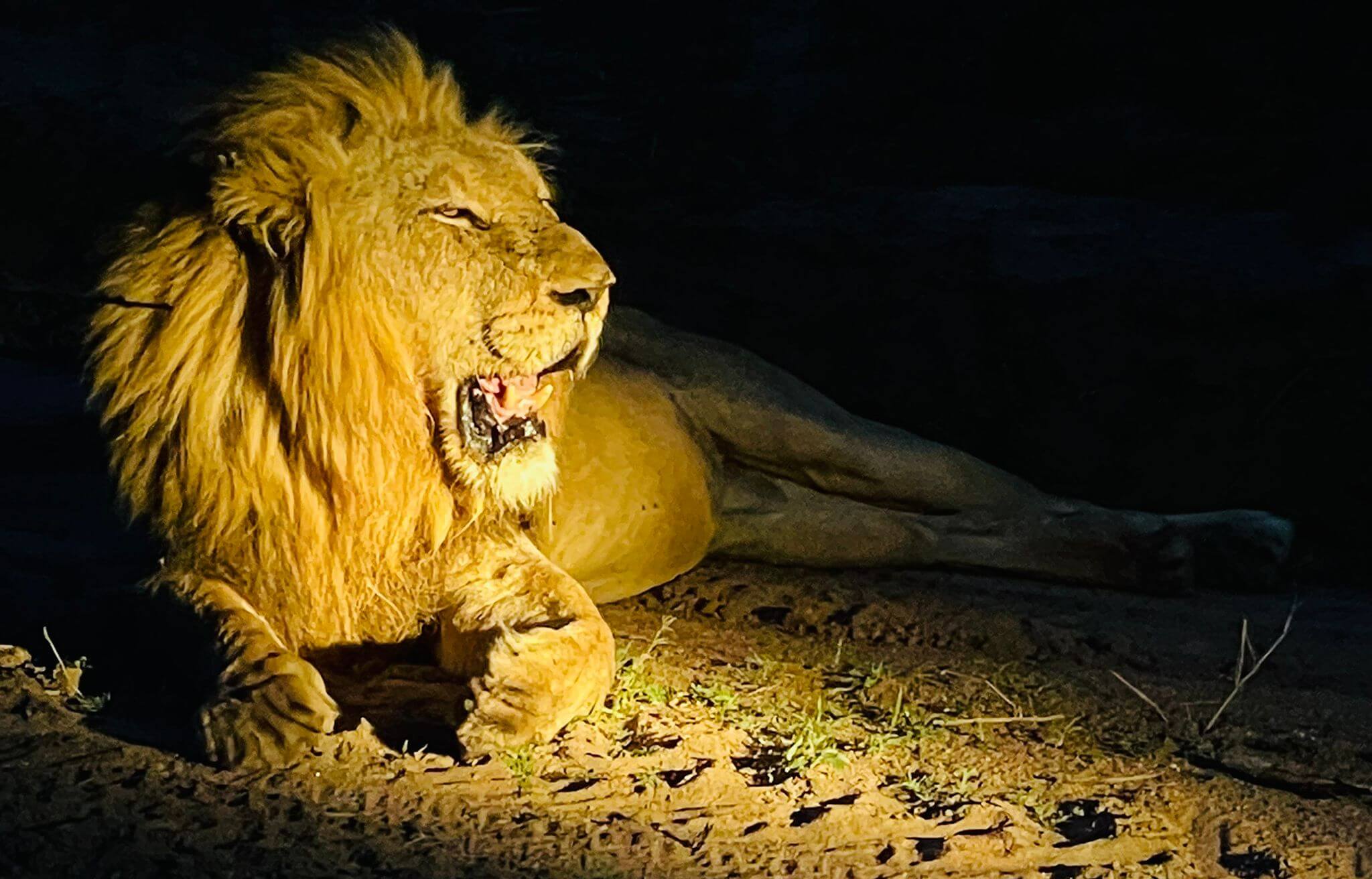male-lion-roaring-at-night