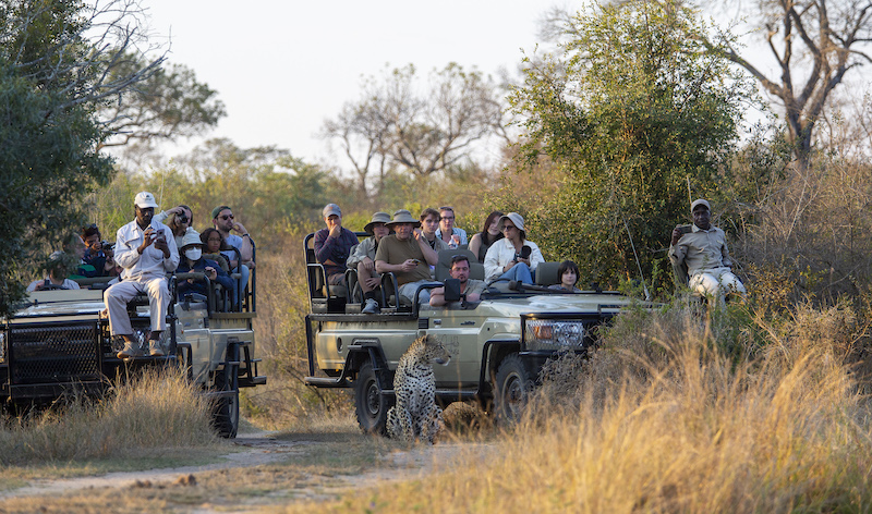 two-safari-vehicles-filled-with-people-looking-at-a-leopard