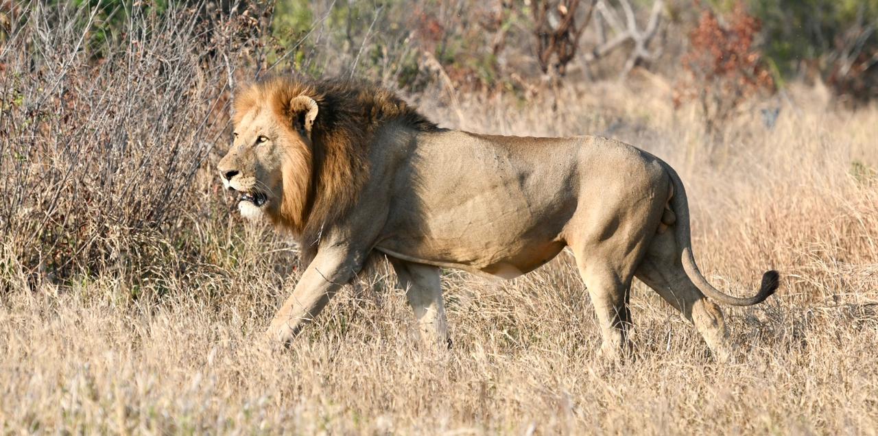 male-lion-walking