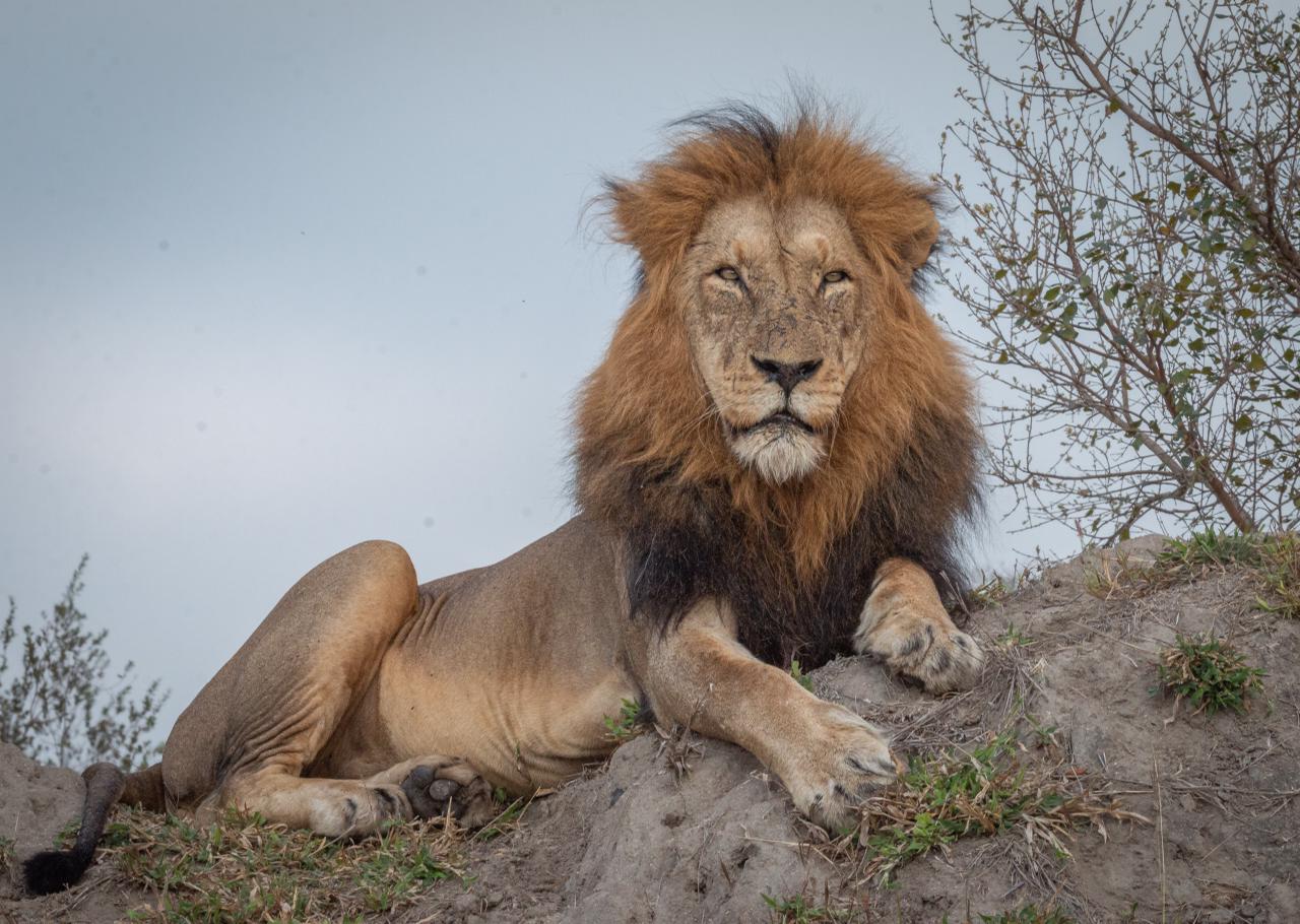 male-lion-sitting-on-a-termite-mound
