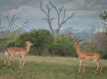 two-springbok-standing-in-the-wild-facing-each-other