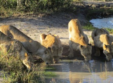 pride-of-lions-drinking-from -a-dam