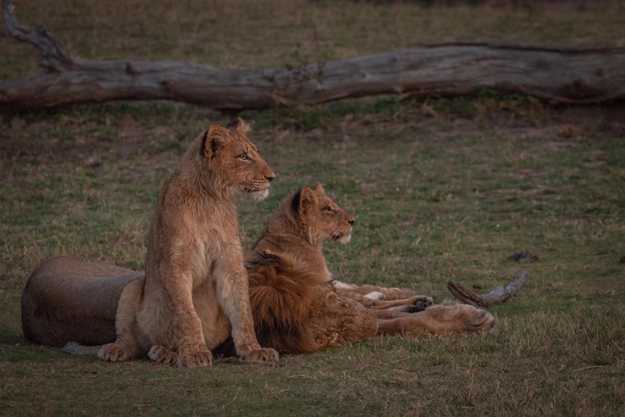 two-lion-cubs-and-one-lioness-sitting-and-lying-on-the-grass