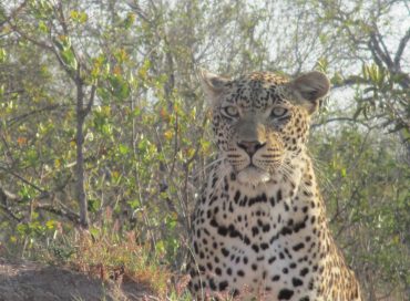 leopard-staring