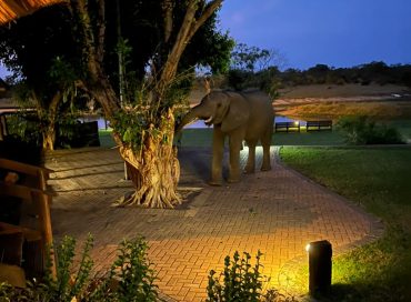 elephant-eating-from-a-tree-at-a-lodge
