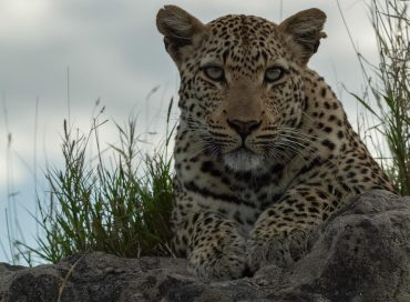leopard-sitting-on-a-termite-mound
