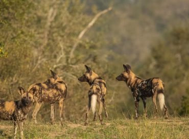a-group-of-wild-dogs-standing