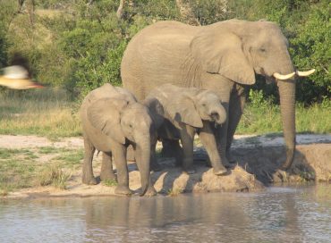 elephant-family-drinking-water-from-a-dam