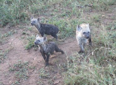 three-hyena-cubs-walking