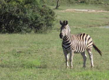 zebra-standing-in-the-wild