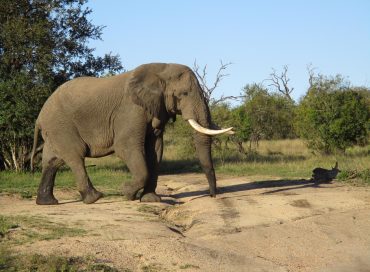 elephant-walking-across-a-sand-road