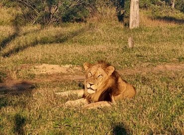 male-lion-lying-in-the-sun
