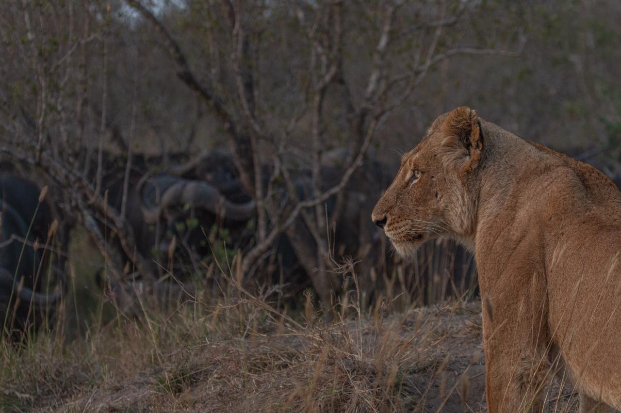 lioness-looking-at-a-herd-of-buffalo