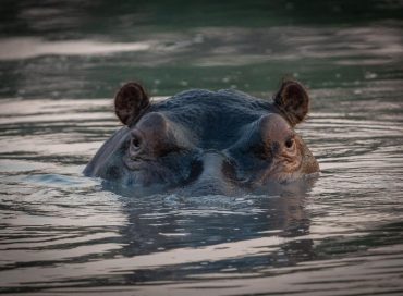 hippo-in-the-water