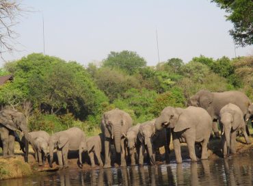 a-herd-of-elephants-drinking-water-at-a-waterhole