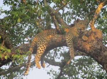 leopard-lying-in-a-tree
