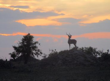 a-buck-standing-on-a-termite-mound-at-sunset