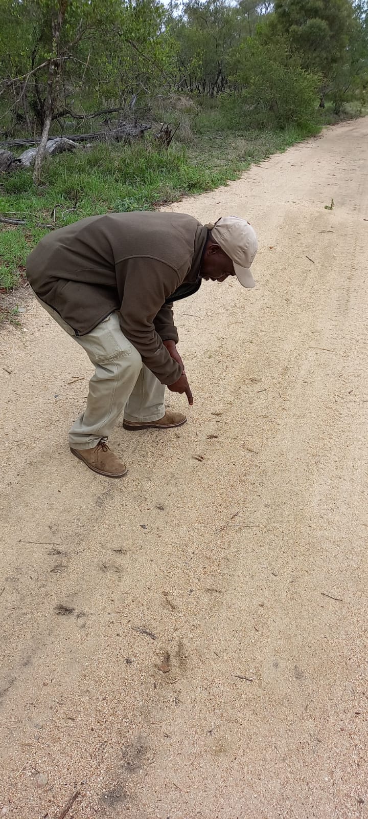 a-tracker-examining-animal-tracks-on-the-ground