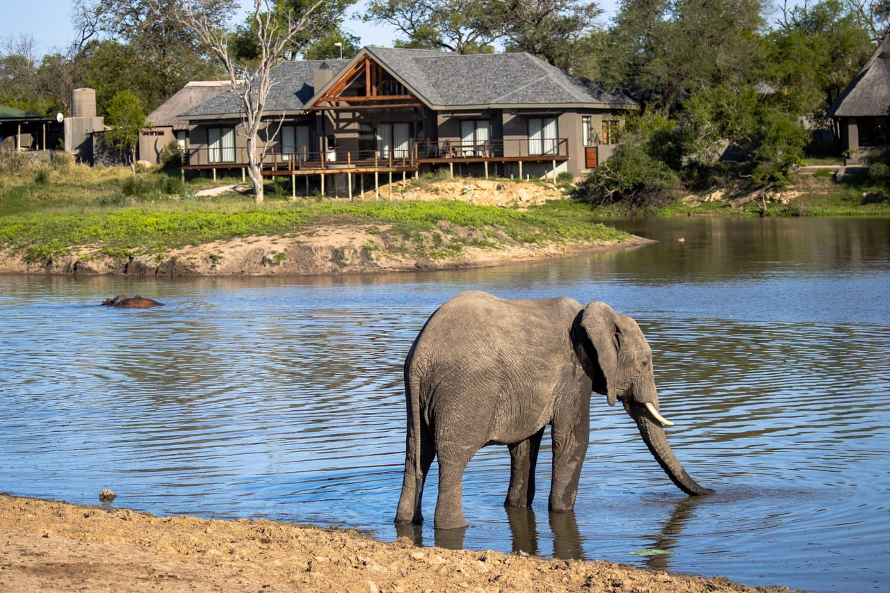 elephant-drinking-at-waterhole