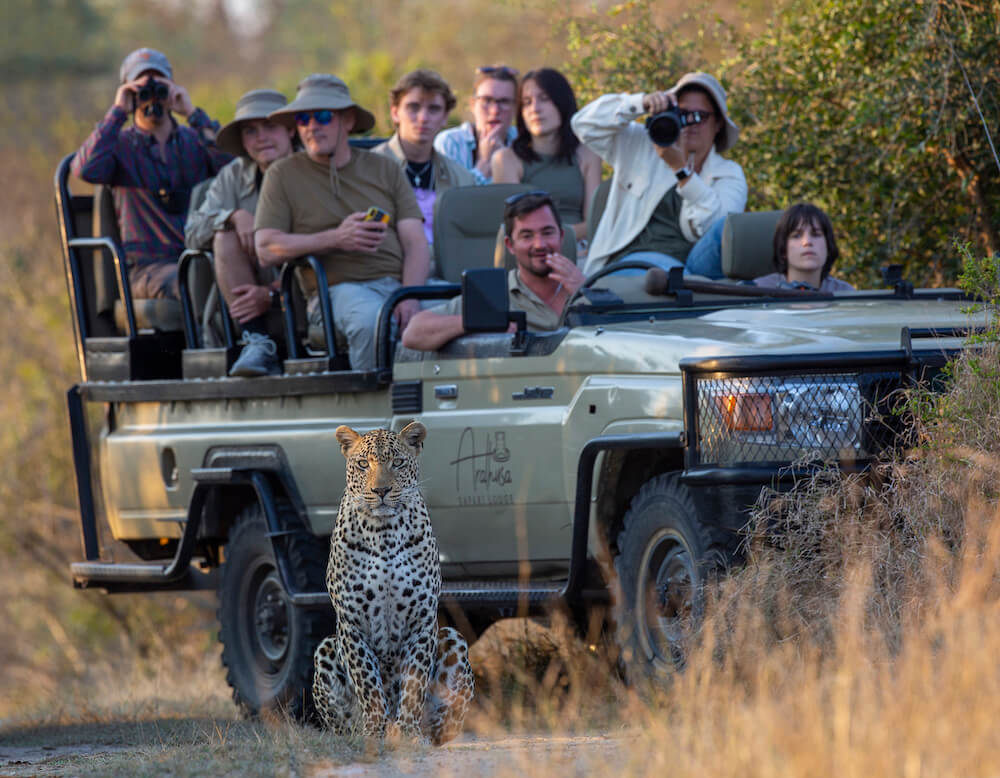 safari-vehicle-filled-with-people-looking-at-a-leopard