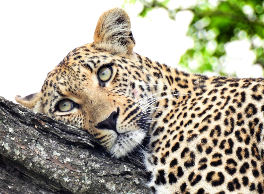 leopardess-lying-on-tree