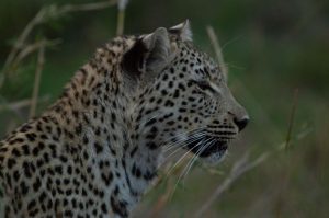side-of-leopards-face