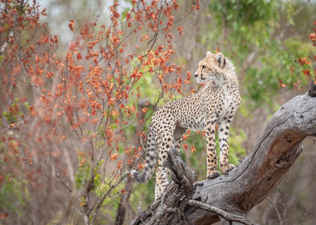 young-cheetah-standng-on-tree