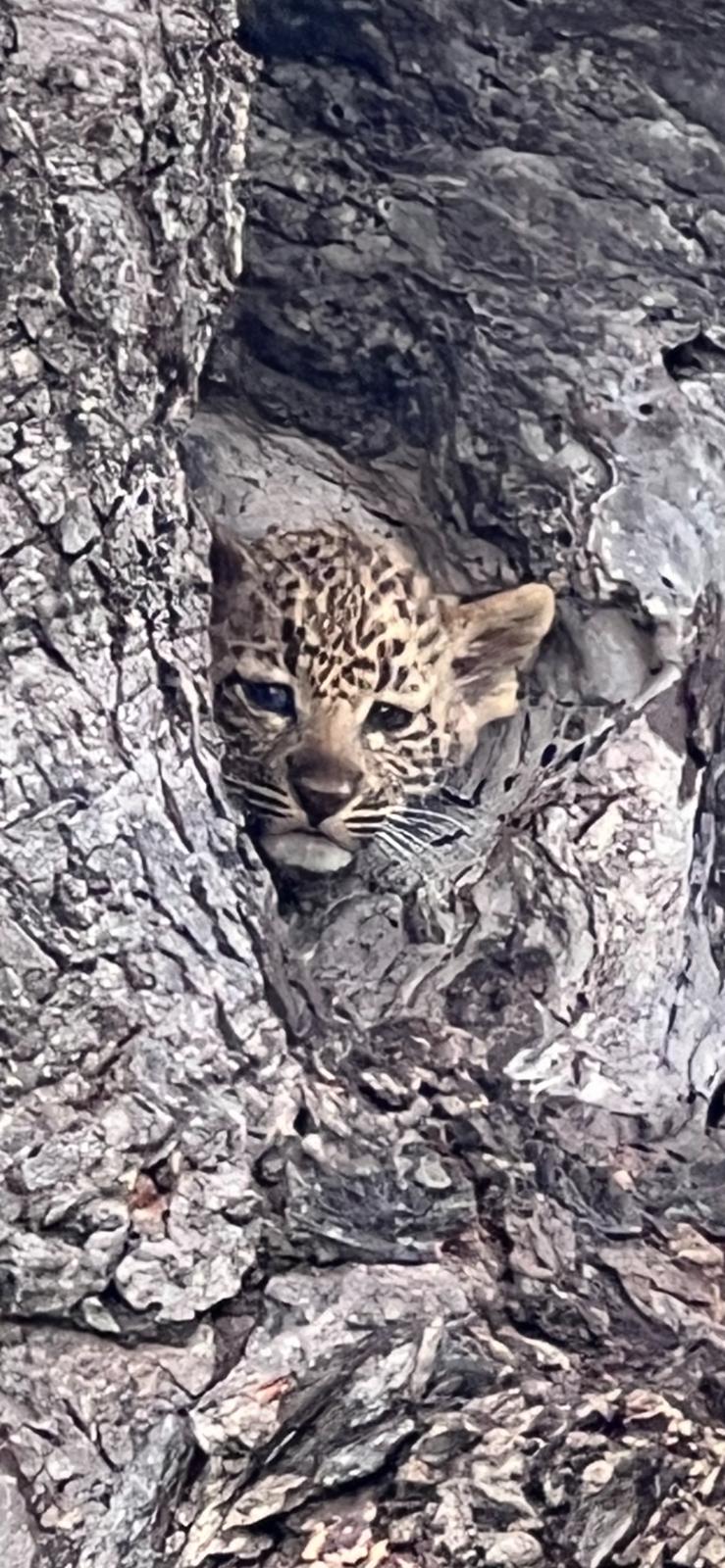 eopard-cub-in-tree