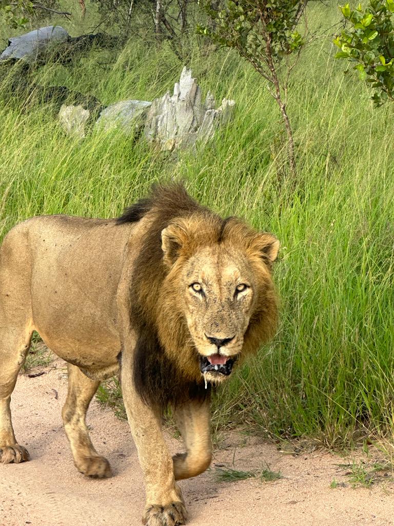 male-lion-drooling-and-walking
