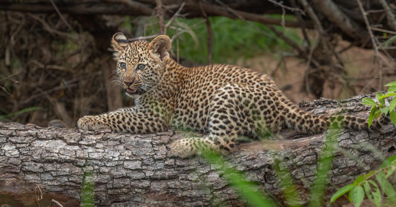 leopard-cub-lying-on-a-fallen-tree-trunk
